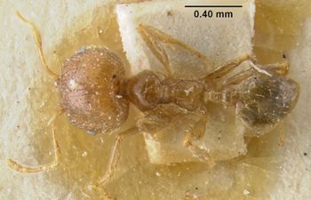 Media type: image;   Entomology 20653 Aspect: habitus dorsal view